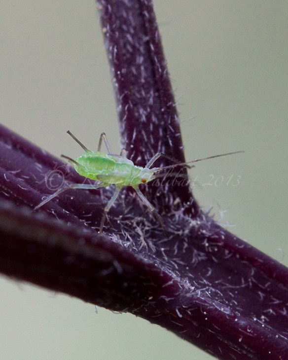 aphid
