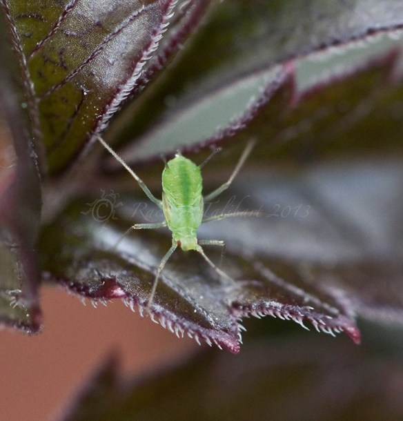 aphid