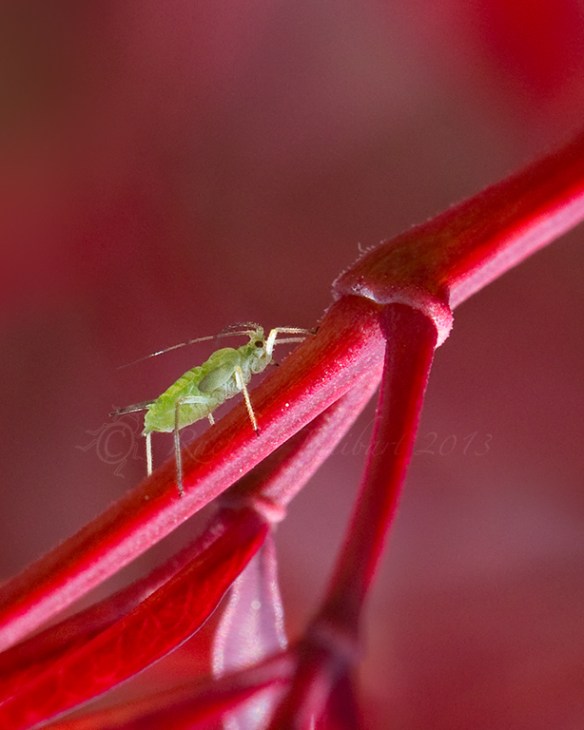 aphid