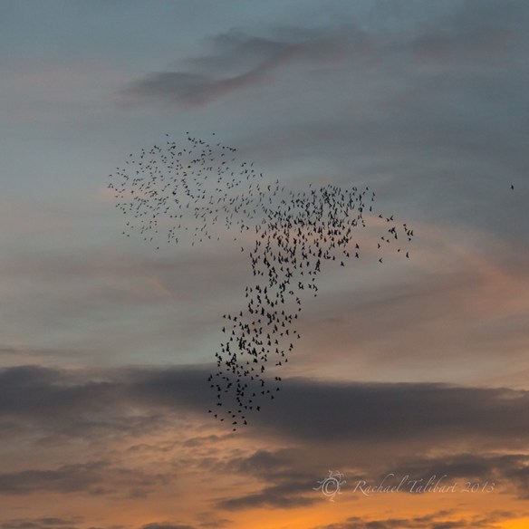 starlings flocking