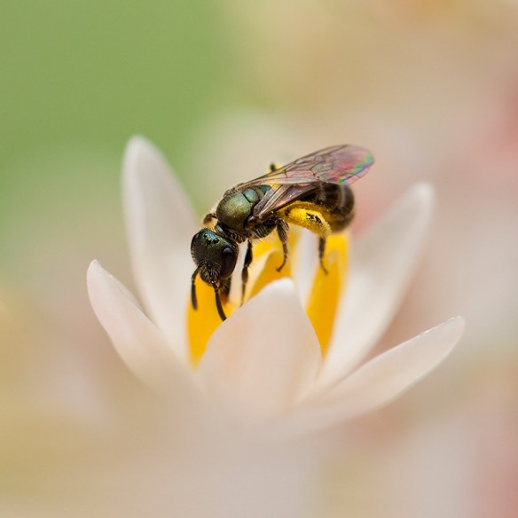 macro of bee