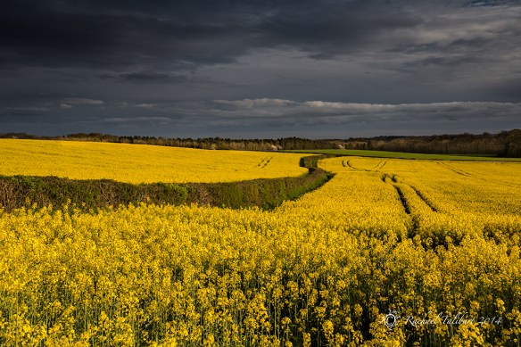 rapeseed field