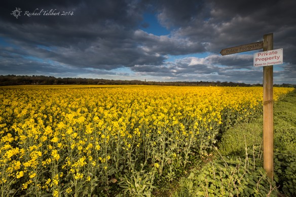 rapeseed field