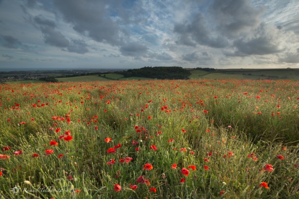 Poppy field 2