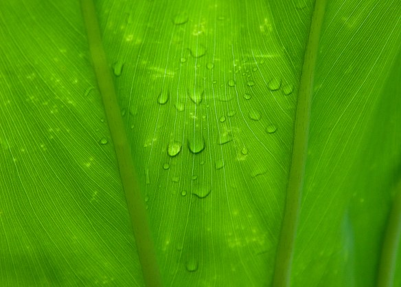 leaf macro
