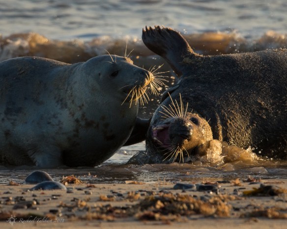 grey seals
